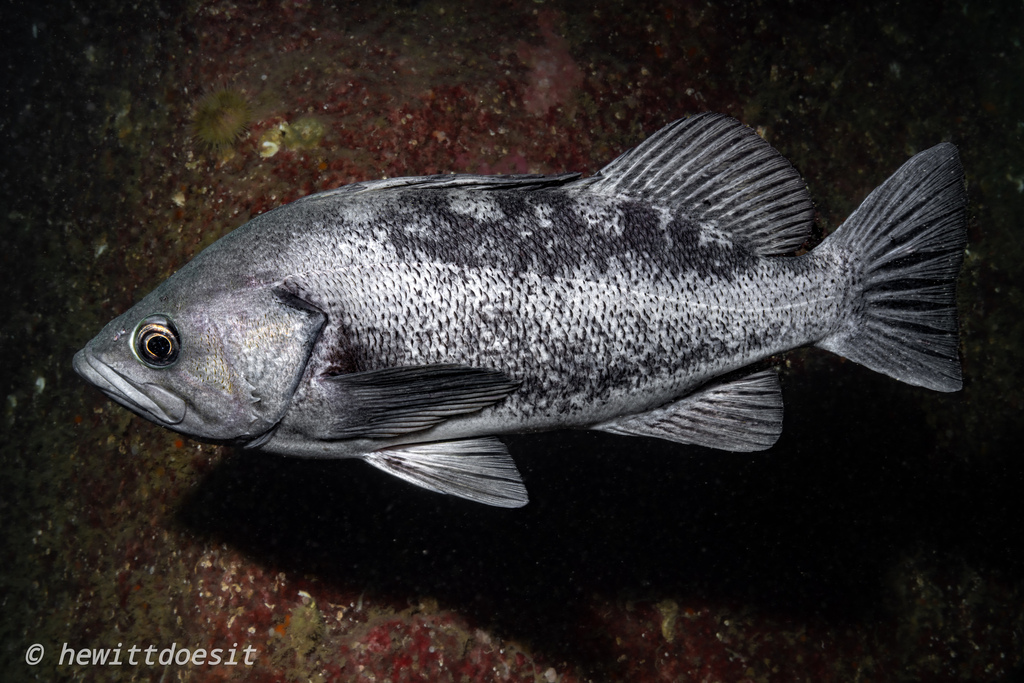 Black bass (Sebastes melanops) — Sebastidae