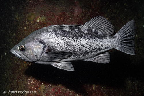 Black bass (Sebastes melanops) — Sebastidae
