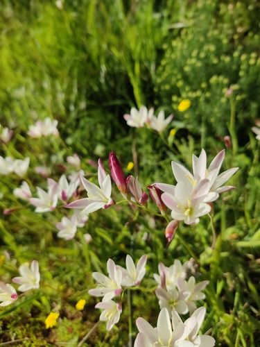 Geissorhiza inflexa
