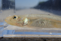 Sevenspine Goby photo 4