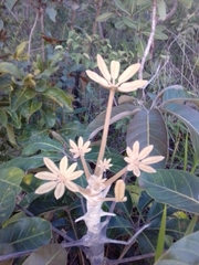 Didymopanax macrocarpus