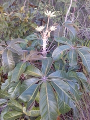 Didymopanax macrocarpus