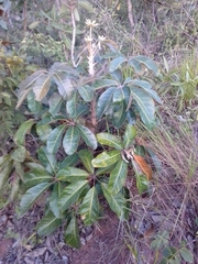 Didymopanax macrocarpus