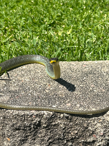 Common Tree Snake sighting