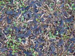 Gleditsia amorphoides