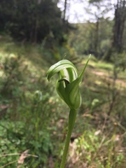 Pterostylis monticola