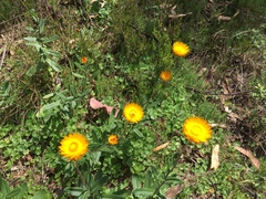 Xerochrysum subundulatum