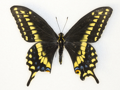 Papilio machaon bairdii