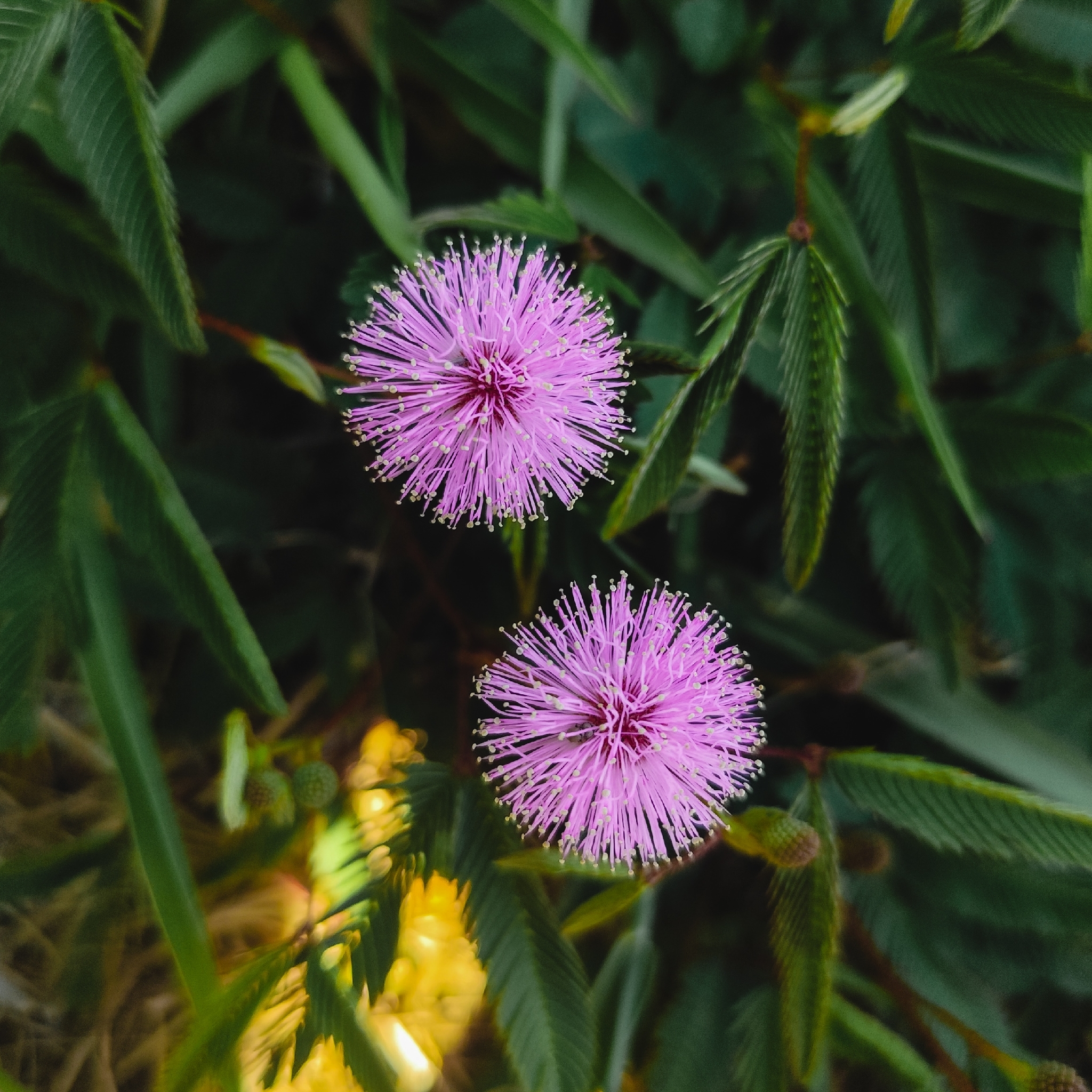 Mimosa pudica