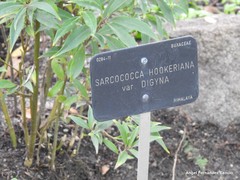 Sarcococca hookeriana