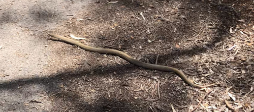 Eastern Brown Snake sighting