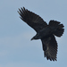 Common Raven from Hawk Mountain Sanctuary, 1700 Hawk Mountain Rd, Kempton, PA 19529, USA on December 04, 2025 at 02:20 PM by billjuliusmoses