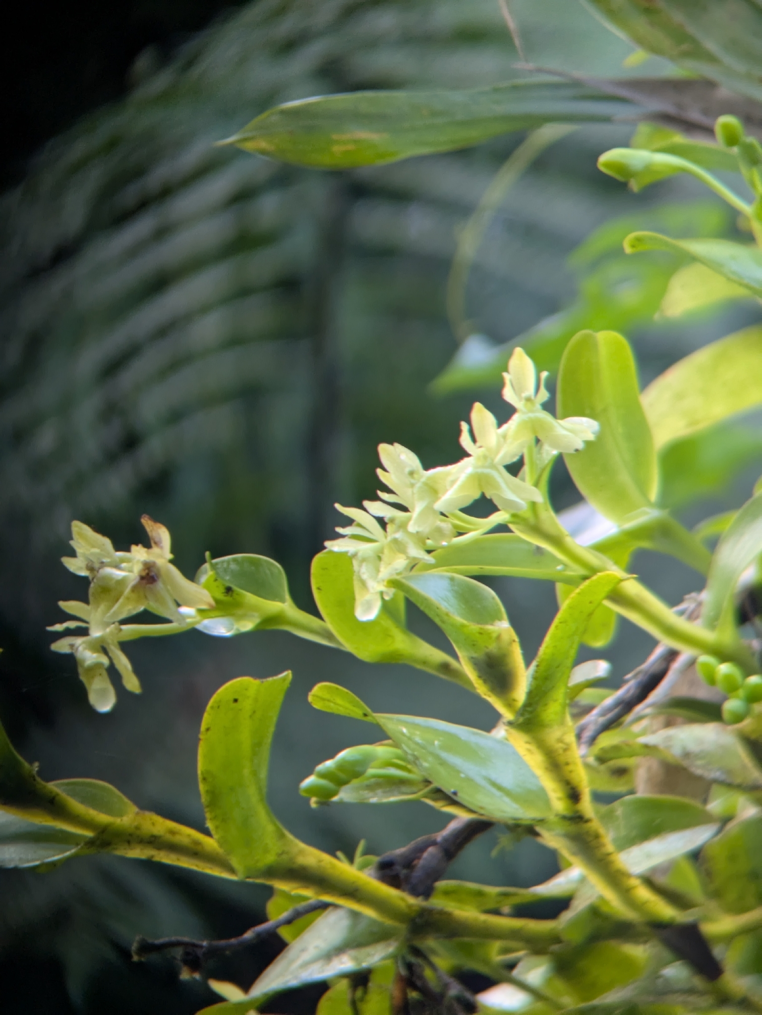 Epidendrum Difforme (Epidendrum difforme)