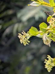 Epidendrum difforme, photograph (c) My-Lan Le, some rights reserved (CC BY)