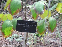 Hamamelis × intermedia