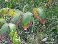 Hamamelis × intermedia