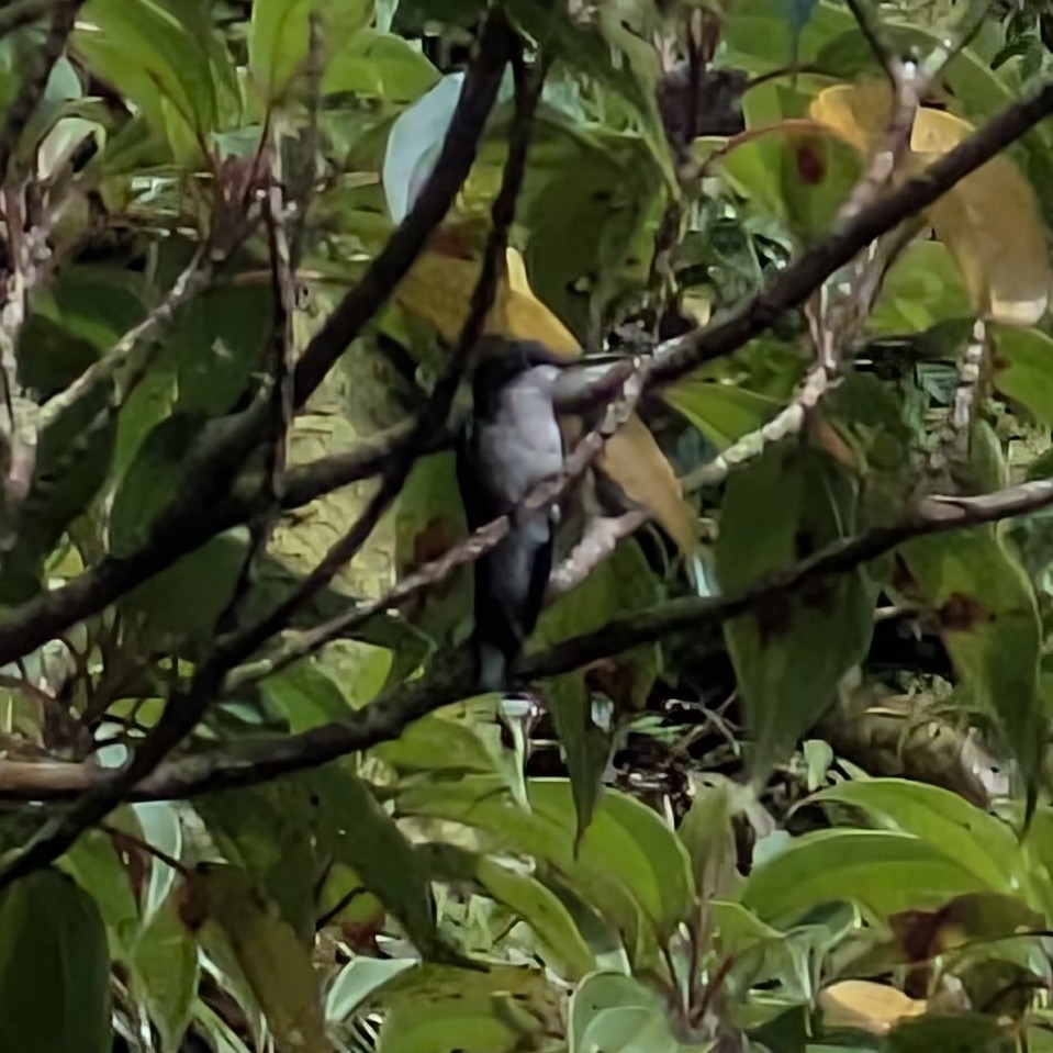 Blue-headed Hummingbird (Riccordia bicolor), photo 5