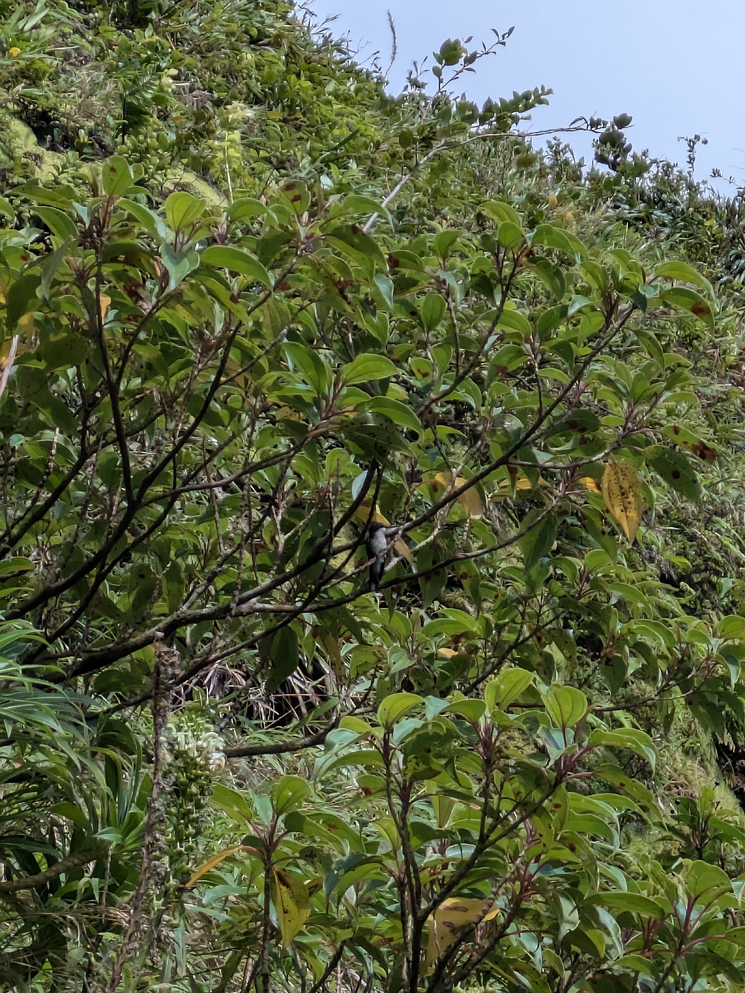 Blue-headed Hummingbird (Riccordia bicolor), photo 6
