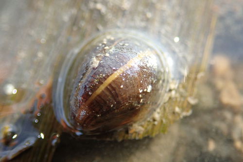 Neritina violacea observed 2025-10-11