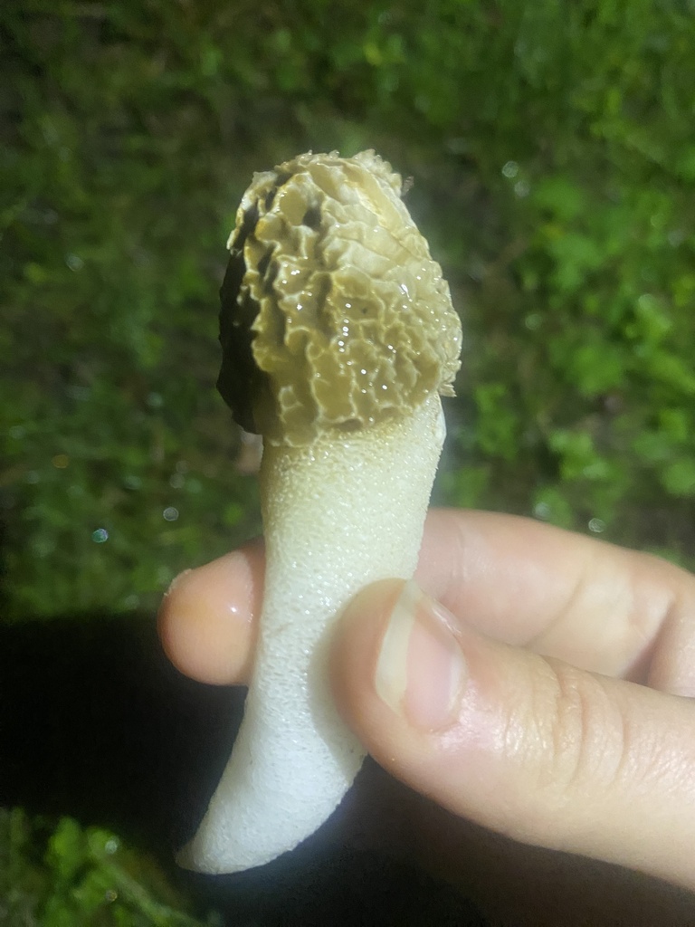 Phallus impudicus · December 2025 · photo: © elokrx (iNaturalist, cc-by)