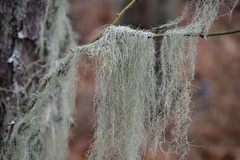 Usnea trichodea