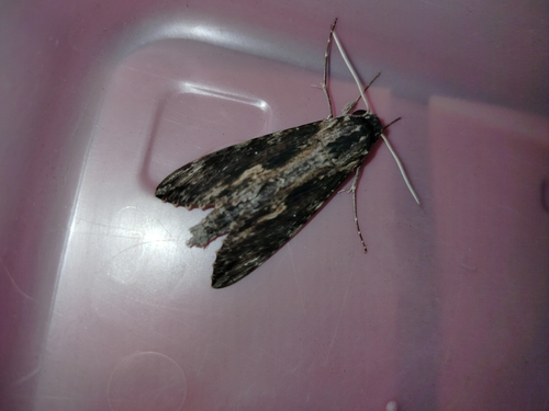 Erinnyis oenotrus