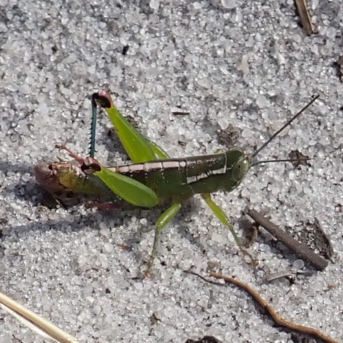 Wingless Florida Grasshopper photo 4