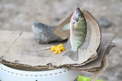 Guinean tilapia (Coptodon guineensis) — Cichlidae — 2