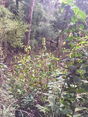 Cestrum elegans