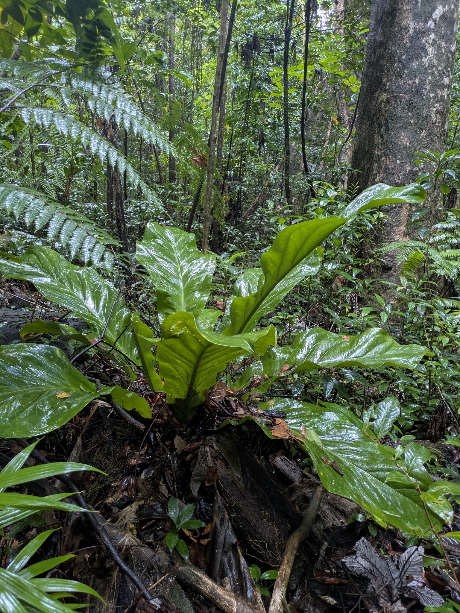 Anthurium Hookeri (Anthurium hookeri)