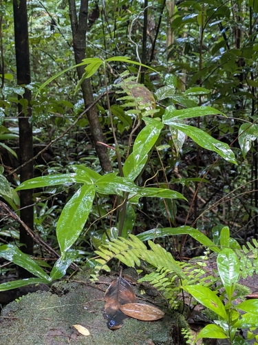 Mibi (Anthurium palmatum)