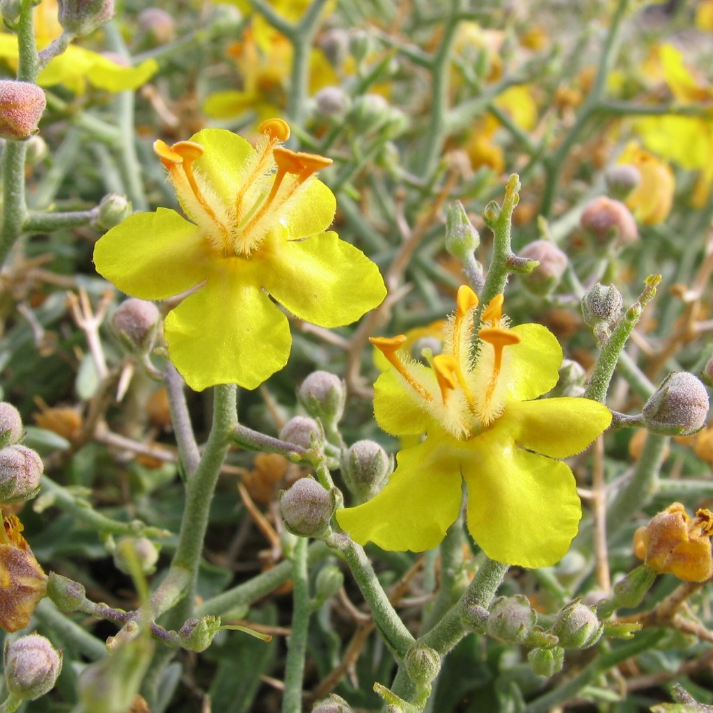 Verbascum spinosum