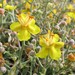 Verbascum spinosum - Photo (c) Nicholas Turland, some rights reserved (CC BY-NC-ND)