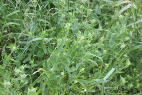 Silene disticha, photograph 3
