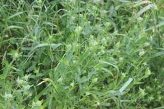 Silene disticha, photograph (c) Joe Dillon, some rights reserved (CC BY)
