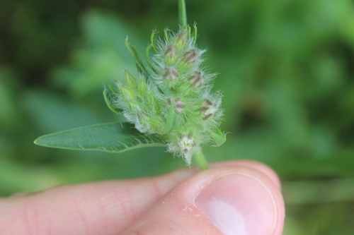Silene disticha, photograph 4