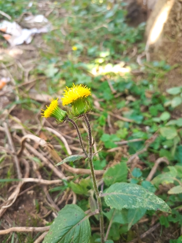 Crassocephalum macropappus