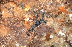 Ophiocomella alexandri image