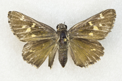 Atrytonopsis python