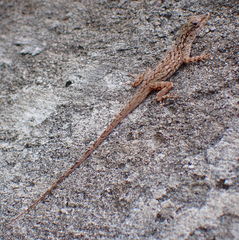 Anolis aeneus