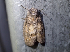 Discophlebia celaena