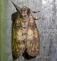 Discophlebia celaena