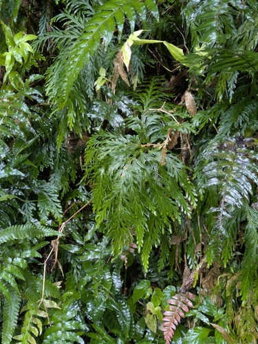 Fan spikemoss (Selaginella flabellata)