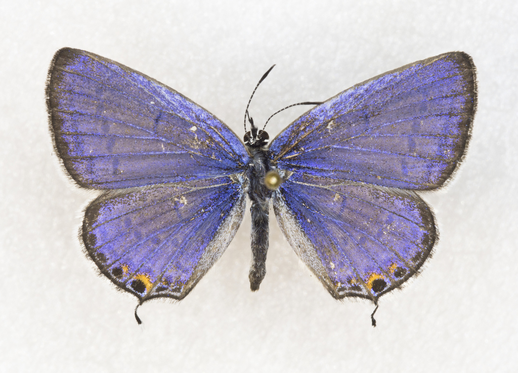 Western Tailed-Blue