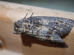 Discophlebia celaena