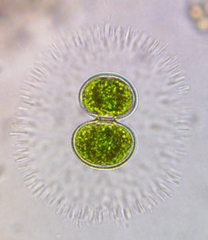 Cosmarium contractum