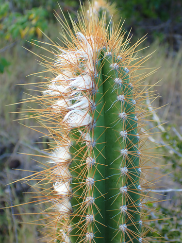 Pilosocereus curtisii (Otto) A.R.Franck