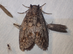 Discophlebia celaena