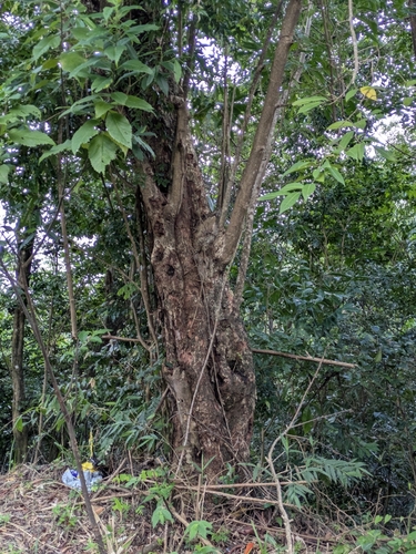 Margaritaria nobilis, photograph 5