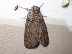 Discophlebia celaena
